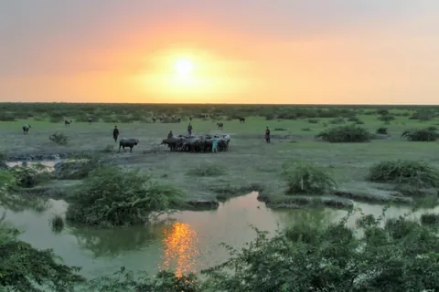 Herders and buffaloes by a pool on the Banni grassland at sunset