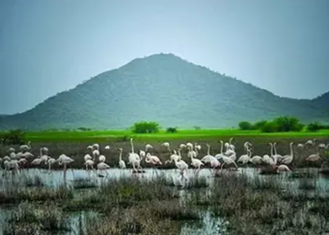 Flamingos in the shallow water of Chhari Dhand