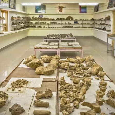 Room of the Kutch Fossil Park with fossils laid out on tables and shelves