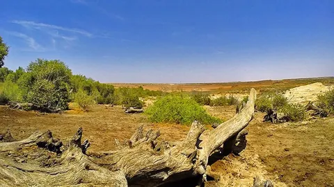 Green mangrove shrubs and a weathered fallen trunk on dry ground at Guneri