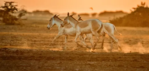 Two Indian wild asses running across dusty ground at sunset